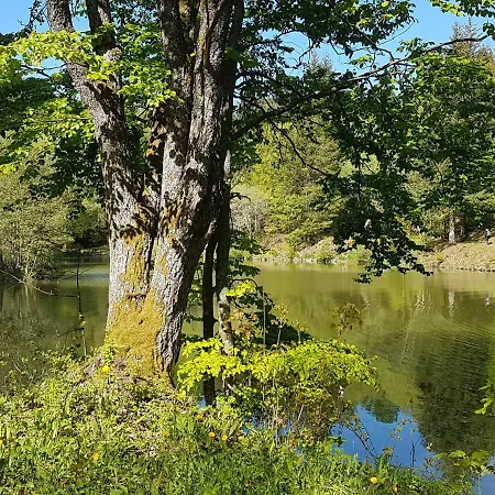 Pusteblume Ehrenberg (Hessen)